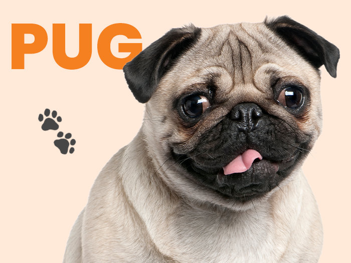 Perros Pug, una raza de perro pequeña pero con una gran personalidad - Pet's Table