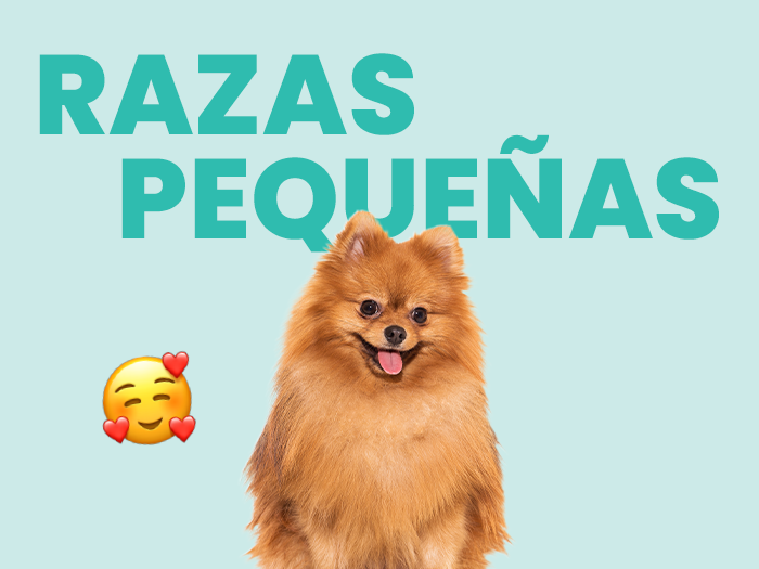Perros de raza pequeña: Descubre las razas más adorables del mundo - Pet's Table