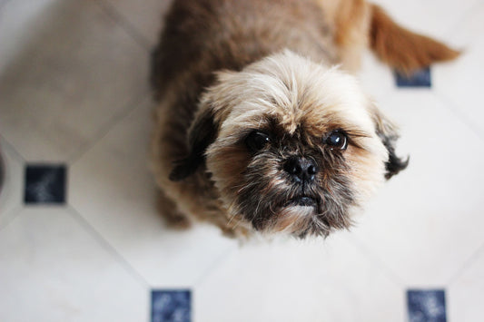 Qué pasa cuando un Shih Tzu tiene problemas de piel - Pets Table