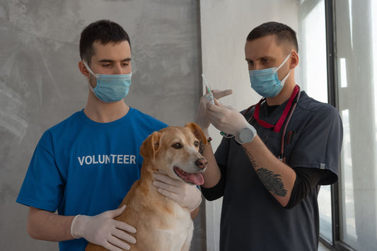 La importancia de las vacunas para tu Perro: protege su salud y bienestar a largo plazo - Pets Table