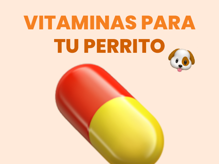 Vitaminas para Perros: Conoce Todo lo Necesario