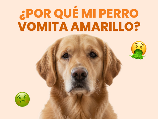 ¿Por qué mi perro vomita amarillo? Descubre la respuesta a esta pregunta tan común entre papás perrunos - Pet's Table