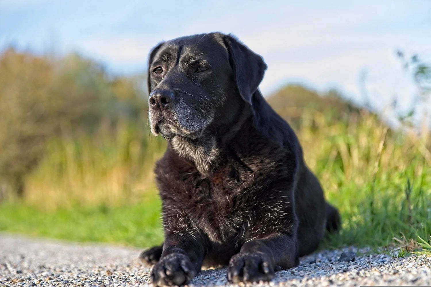 Te contamos cómo cuidar de los perros viejos para evitar problemas de salud fuertes - Pet's Table