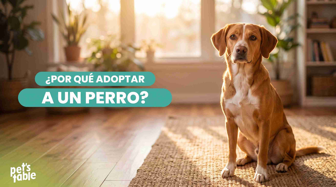 Adoptar un perro: Todo lo que debes saber antes de dar el paso - Pet's Table