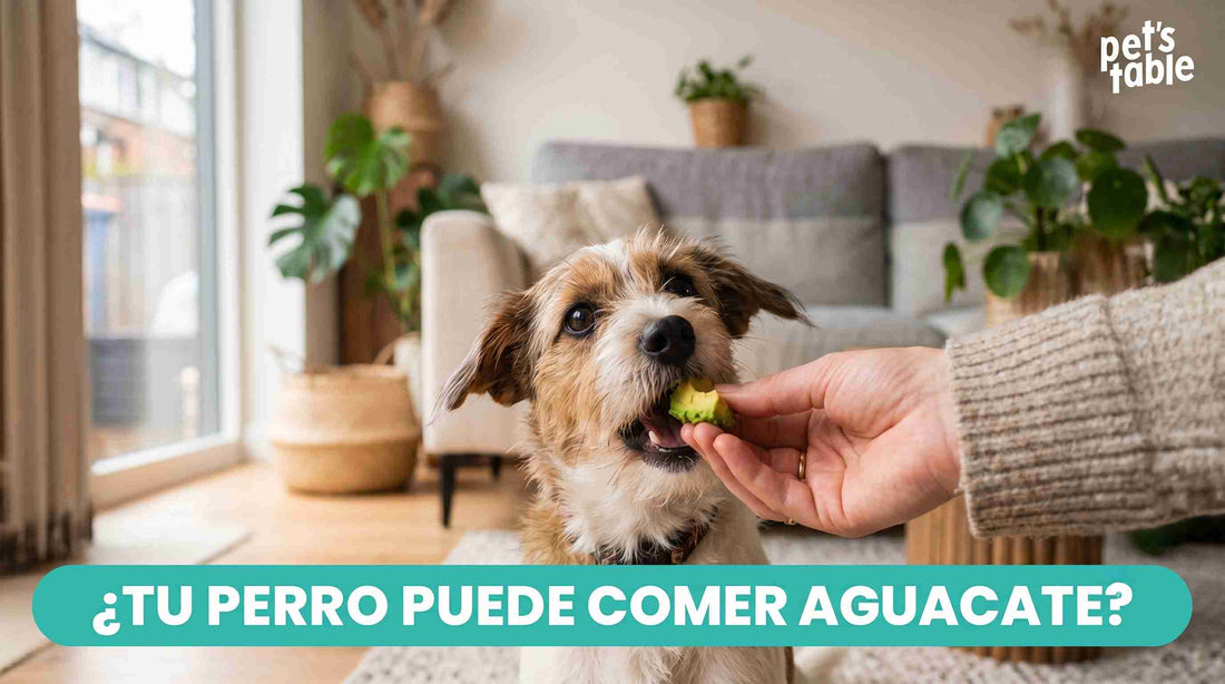 ¿Los perros pueden comer aguacate? Aquí te contamos la verdad sobre este alimento para tu mejor amigo perruno - Pet's Table