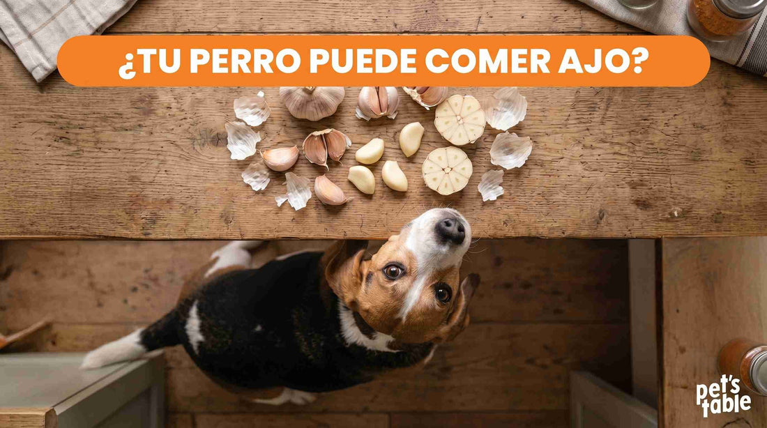 ¿Los perros pueden comer ajo? Mitos y realidades de este vegetal en tu mascota- Pet's Table