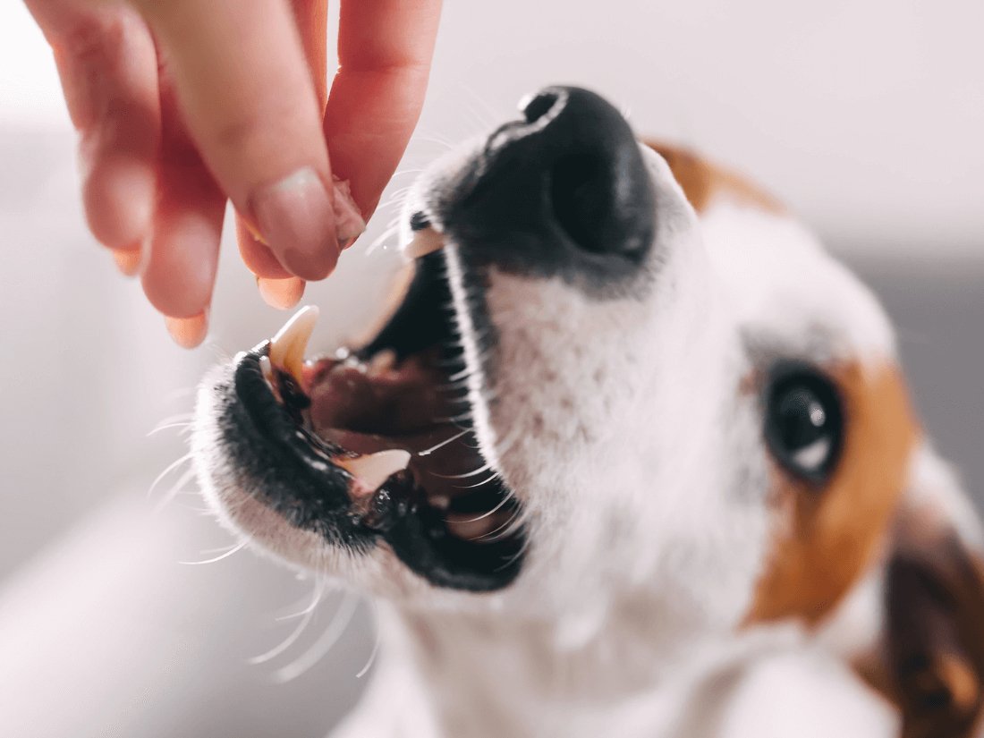 Alimentación Canina: Guía Completa de lo que tu Perro Realmente Necesita - Pets Table