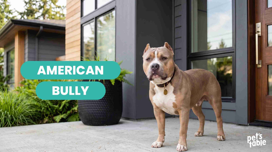 Descubre al American Bully, todo lo relacionado con esta imponente raza - Pet's Table