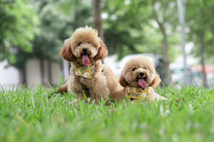 Conoce al perro Poodle, una tierna y leal raza que te va a enamorar - Pet's Table