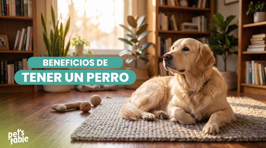Vida perruna: Cómo los perros mejoran nuestras vidas y nosotros las de ellos - Pet's Table