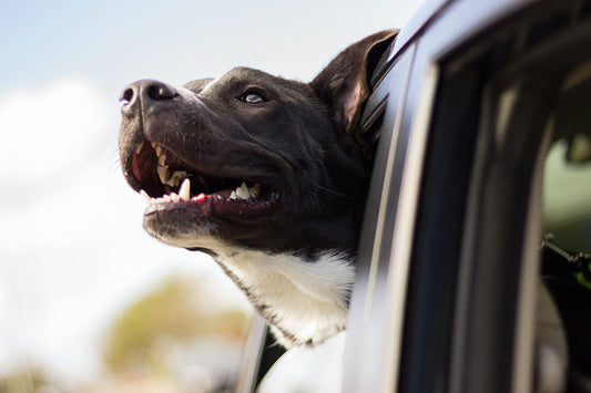 Alista la maleta, prepara el coche y deja el estrés en casa: Cómo viajar con tu perrhijo sin preocupaciones - Pets Table