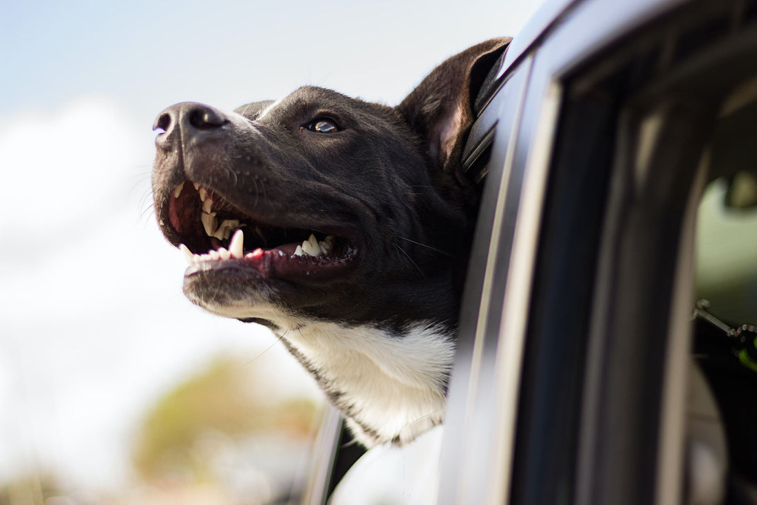 Viajar con perro: Descubre algunos consejos prácticos - Pets Table