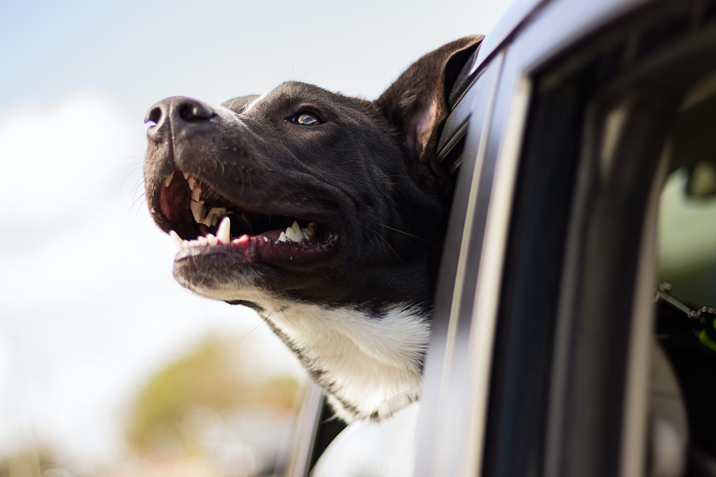 Viajar con perro: Descubre algunos consejos prácticos - Pets Table