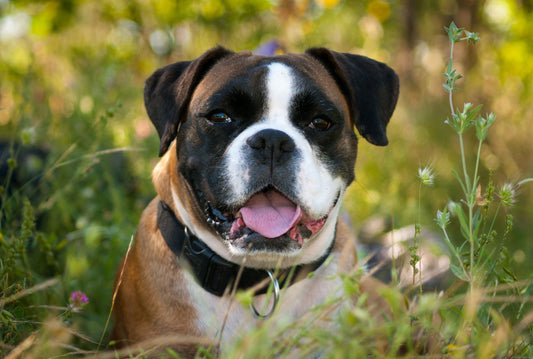 Historia de los boxers: del trabajo a la familia - Pets Table