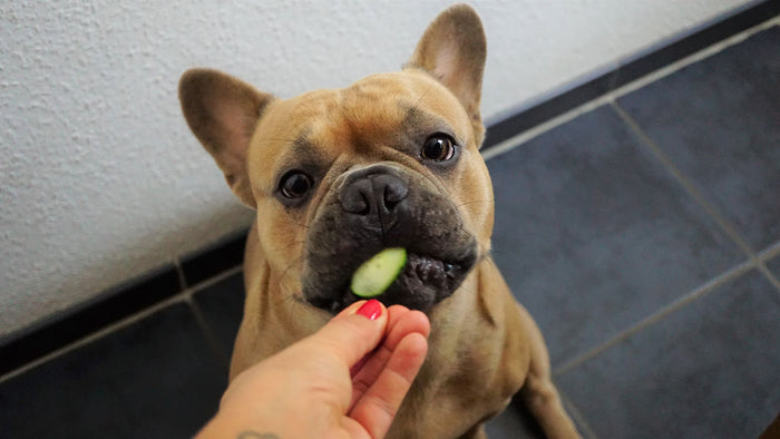 ¡Ensalada de beneficios! Las verduras que tu perro puede comer y sus beneficios - Pets Table