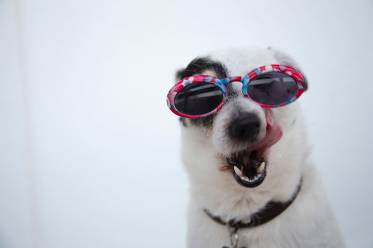 Verduras para perros: Cuáles son seguras y cuáles evitar - Pets Table