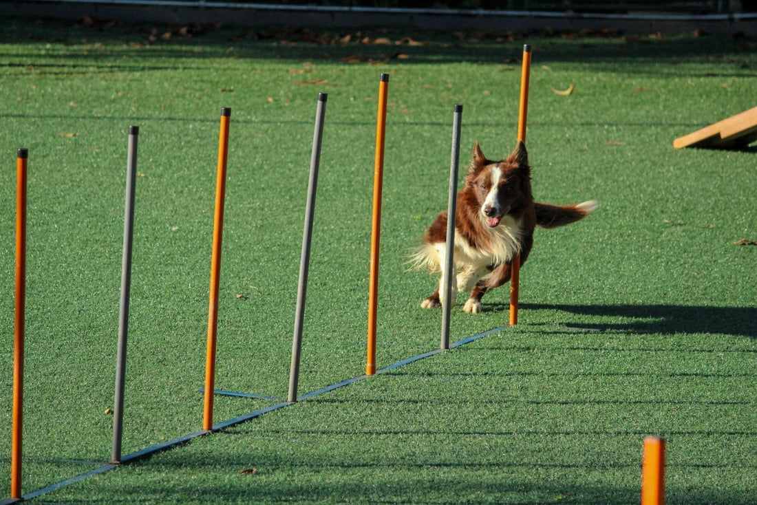 ¿Cómo desarrollar la inteligencia en perros? Te damos estos importantes consejos - Pet's Table