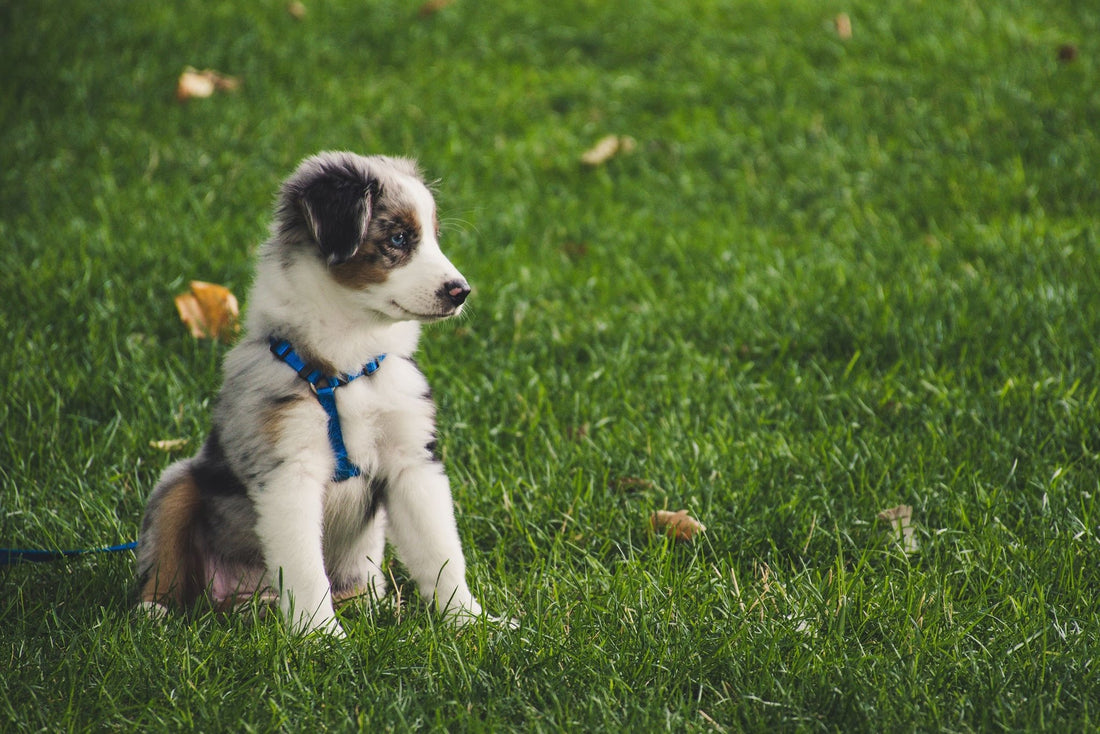 Crecimiento canino: ¡prepara a tu perro para el mundo!