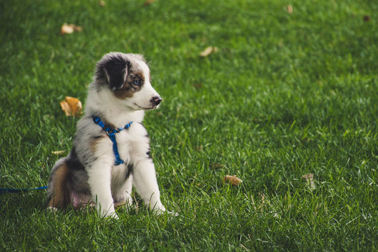 Crecimiento canino: ¡prepara a tu perro para el mundo! - Pets Table