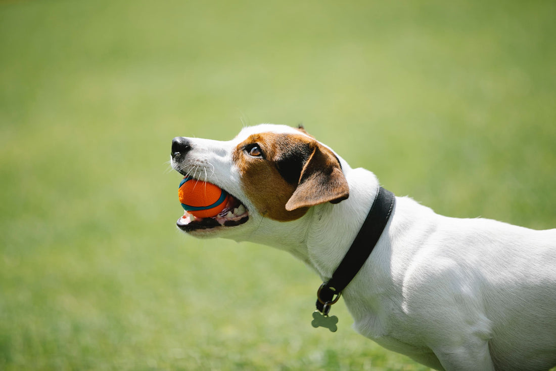 ¿Cómo enseñar a tu perrhijo a hacer trucos? 5 habilidades divertidas para entrenar - Pets Table