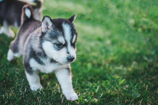 ¡Prepárate para darle la bienvenida a tu hogar a tu peludo y tierno amigo Husky! Descubre los mejores consejos para recibir a tu cachorro y hacer que se sienta como en casa - Pets Table