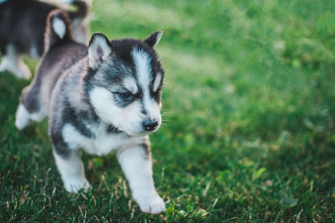 Cachorro Husky: Todo lo que debes saber y conocer- Pet's Table