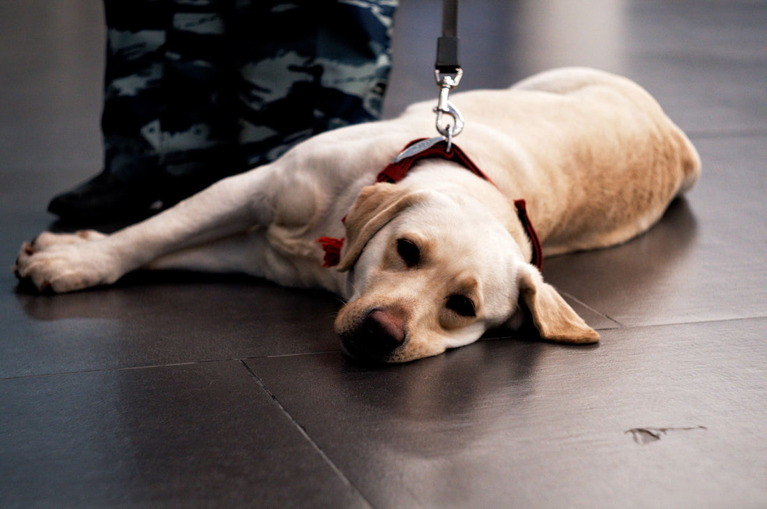Perros detectores, conoce las habilidades sorprendentes de los caninos - Pets Table