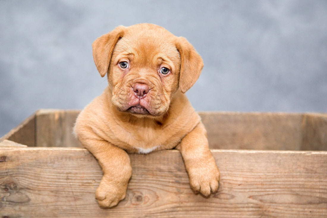 Boxers: la raza de perros perfecta para niños y familias activas