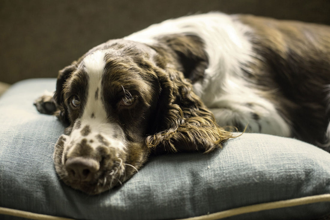 Beneficios de las camas elevadas para tu perro - Pets Table