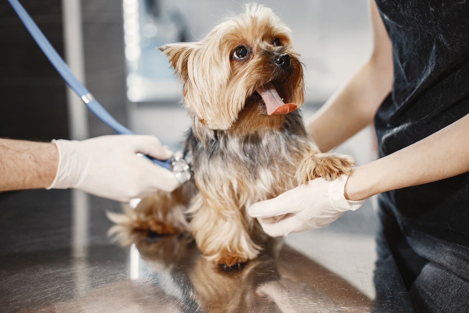 Problemas de piel en perros: causas y tratamientos efectivos