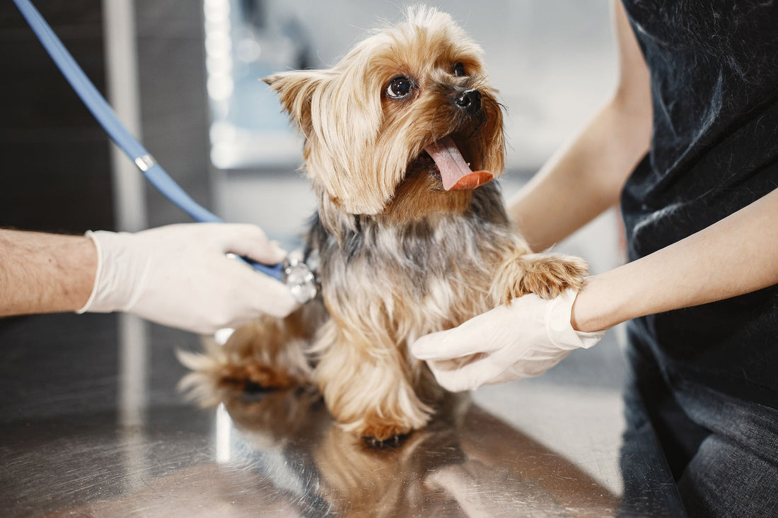 Problemas de piel en perros: Causas y tratamientos efectivos - Pet's Table