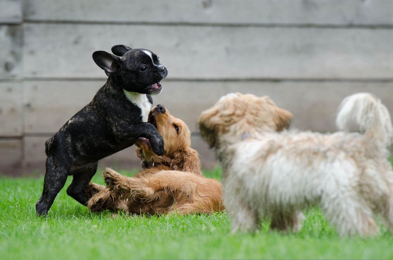 Qué hacer para que tu perro se comunique adecuadamente con otros perros