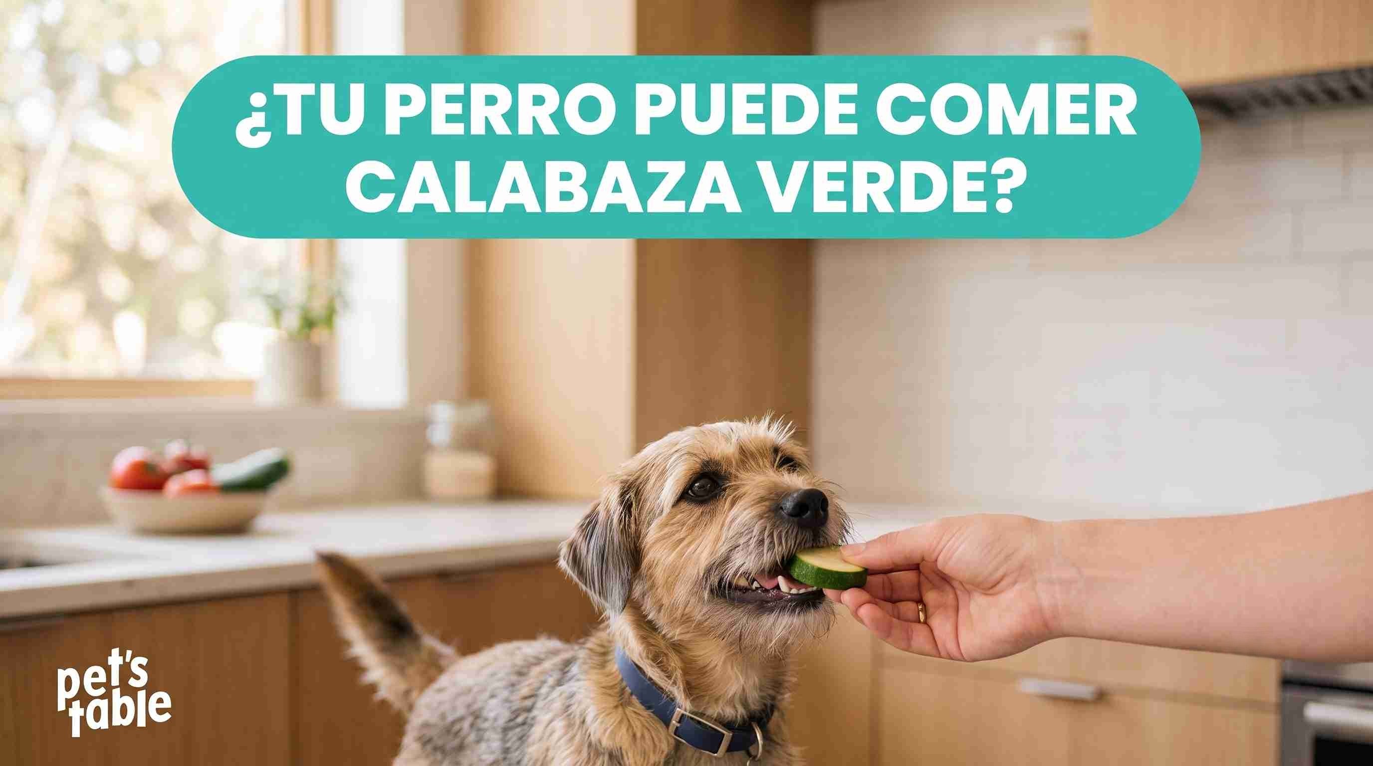 ¿Los perros pueden comer calabaza verde? Descubre qué calabaza pueden comer los perros - Pet's Table