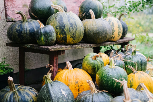 ¿Un manjar seguro o una amenaza oculta para tu peludo? la calabaza en la dieta canina - Pets Table