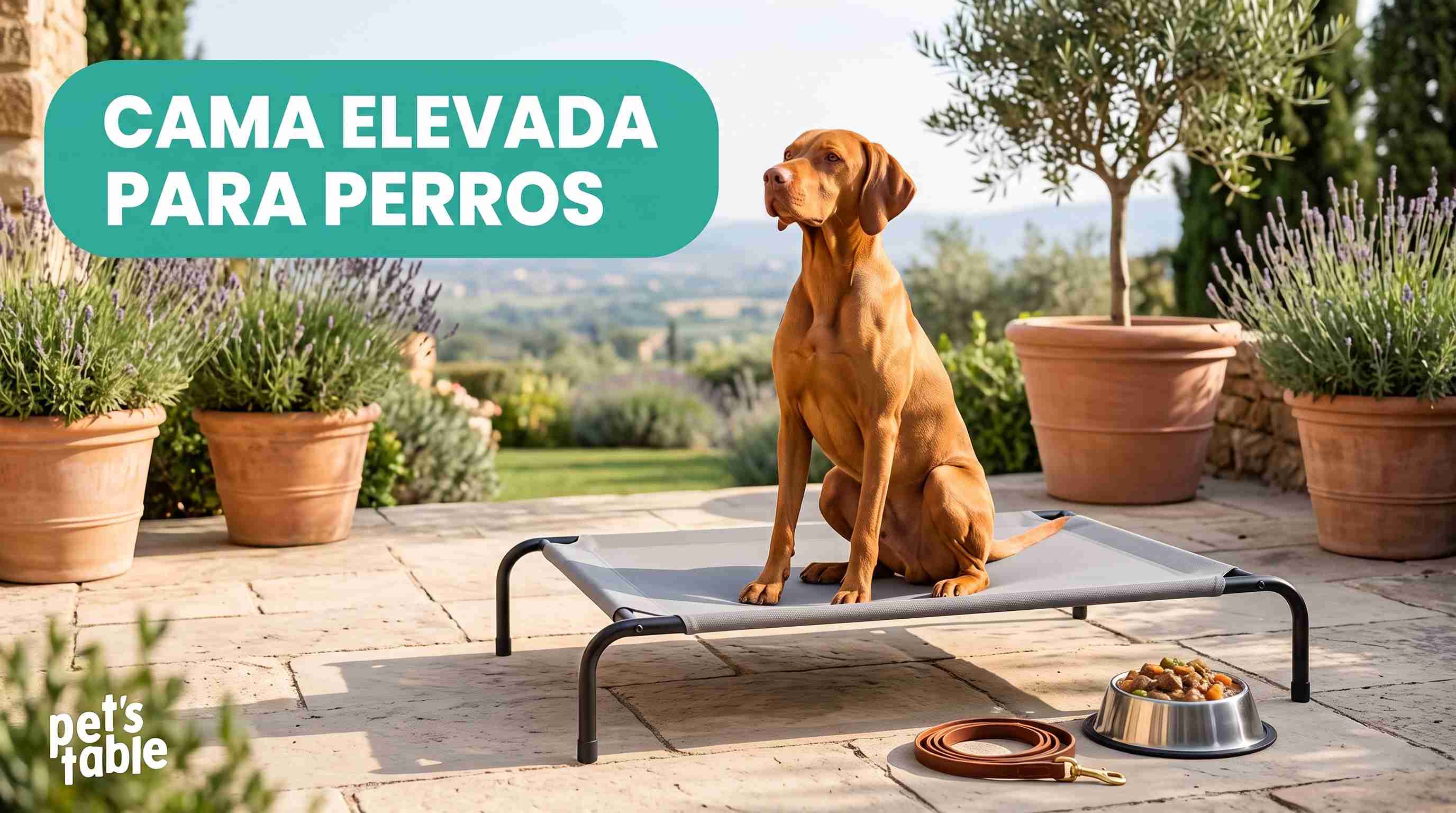 Camas elevadas para perros, conoce los beneficios para tu mascota perruna - Pet's Table