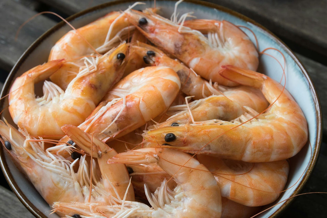 ¿Los perros pueden comer camarones? Todo lo que debes saber - Pet's Table