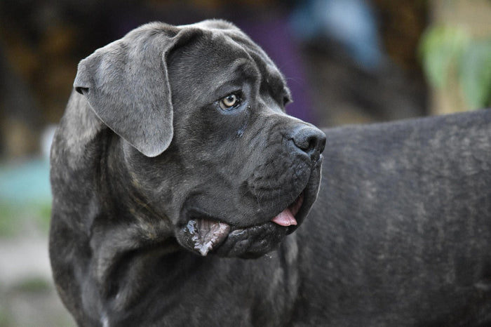 Conoce al Cane Corso, un gran amigo perruno con una personalidad única - Pet's Table