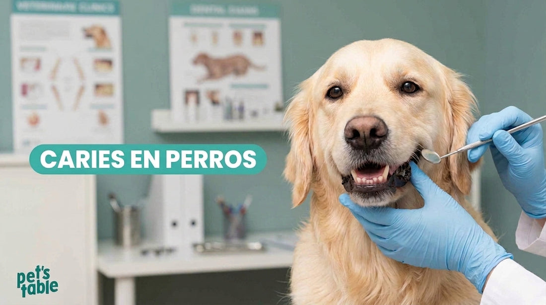 Descubre cómo prevenir las caries en perros y cómo tratarlas de una forma segura - Pet's Table