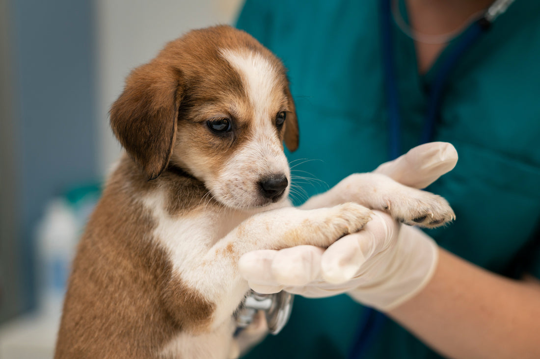 Anemia en perros: Descubre cómo tratarla y prevenirla naturalmente - Pet's Table