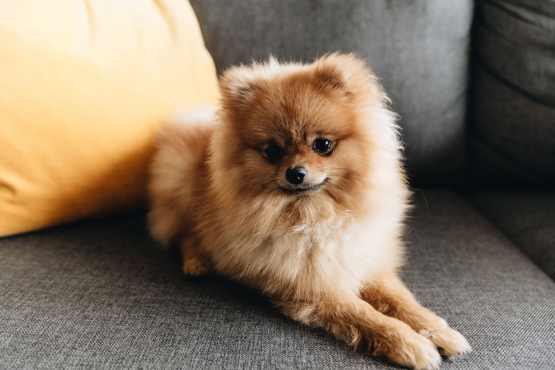 El Pomerania, un perro pequeño con una personalidad gigante