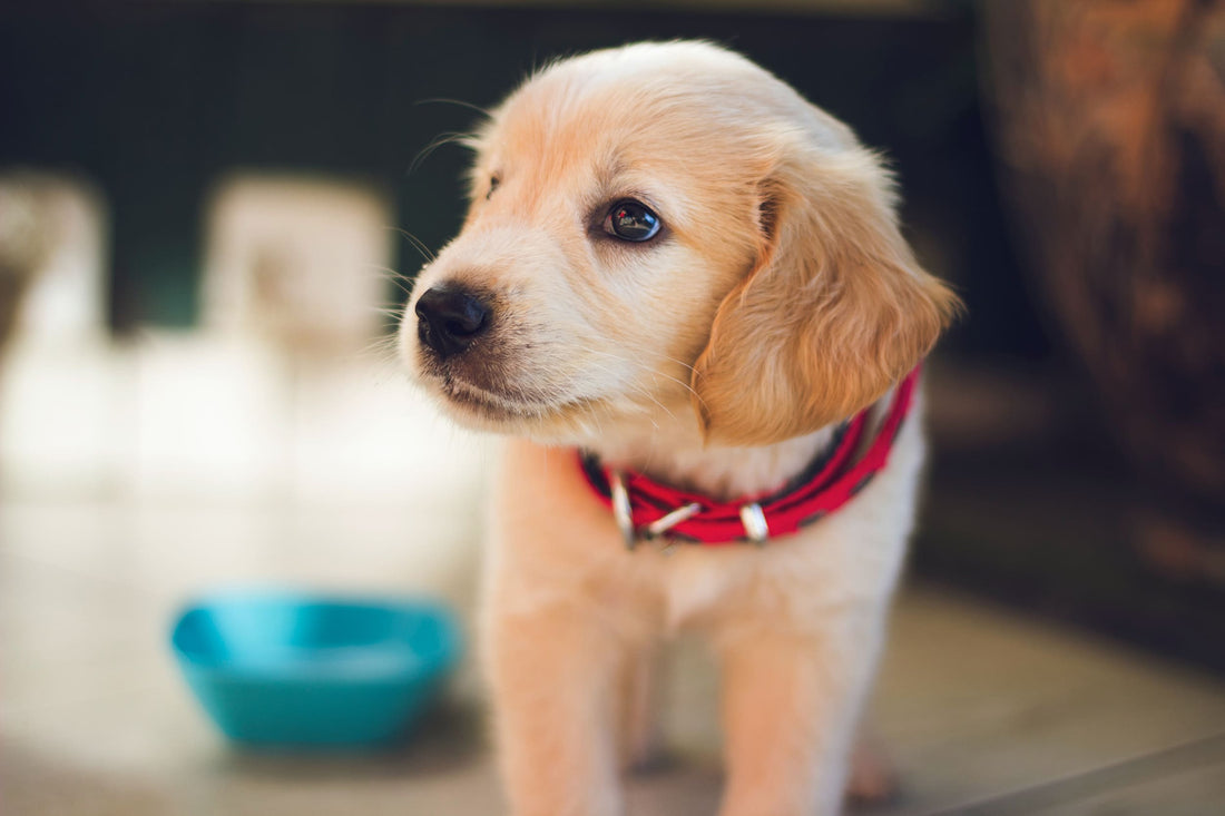 Cachorro Labrador: Descubre todo lo necesario para su cuidado y buena alimentación - Pet's Table