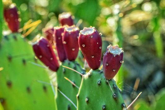 Nopales en la Dieta de Tu Peludo: Beneficios y Preparación - Pets Table