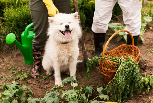 Verduras saludables para peludos: ¿cuáles incluir en su dieta? - Pets Table