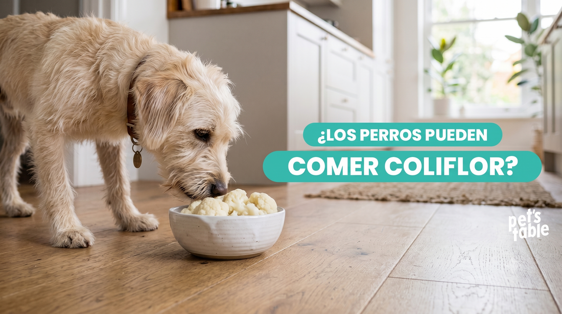¿Los perros pueden comer coliflor? Descubre todo lo necesario para brindársela adecuadamente a tu perrito - Pet's Table