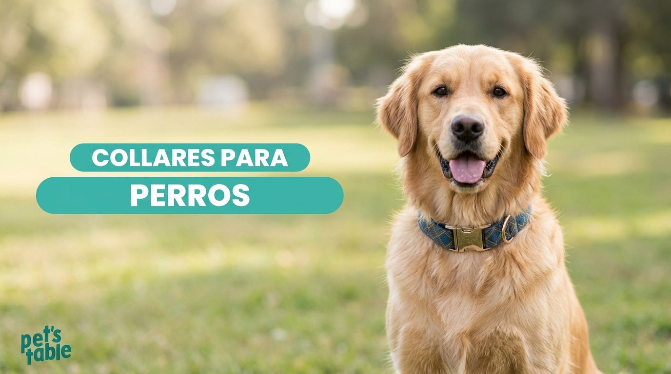 Collares para perros ¿Cómo personalizarlos de forma única? - Pet's Table