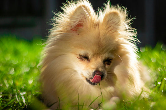 Coprofagia en perros: Descubre sus causas, prevención y cómo la alimentación natural puede ayudar - Pet's Table