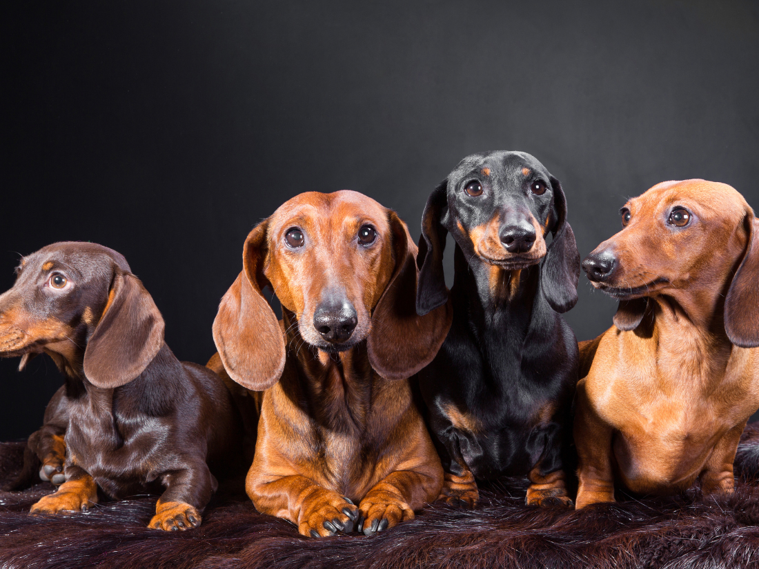 Los Dachshunds, simpáticos peluditos que parecen salchichas