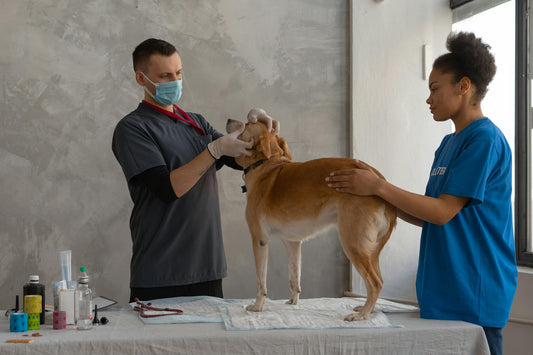 Displasia de cadera en perros: Cómo prevenirla, sus causas y cómo la alimentación natural puede ayudar - Pet's Table