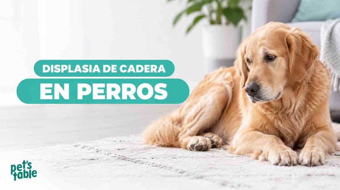 Displasia de cadera en perros: Cómo prevenirla, sus causas y cómo la alimentación natural puede ayudar - Pet's Table