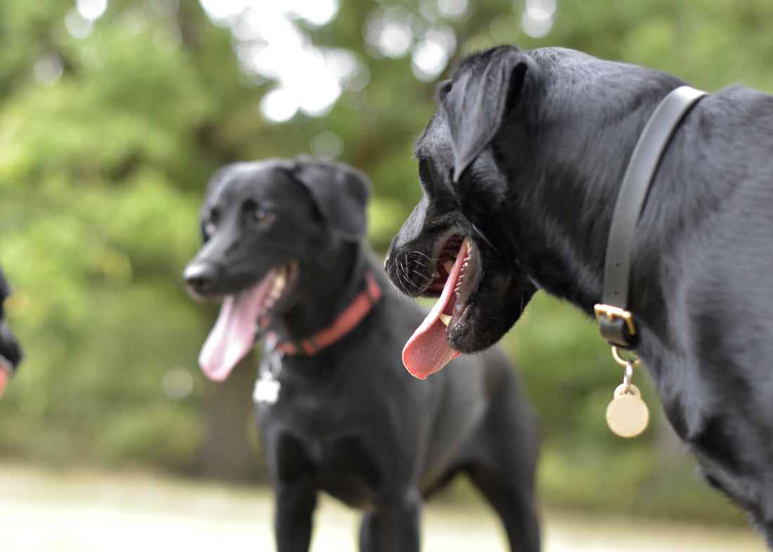 Descubre qué es y cómo afecta el golpe de calor en perros - Pet's Table